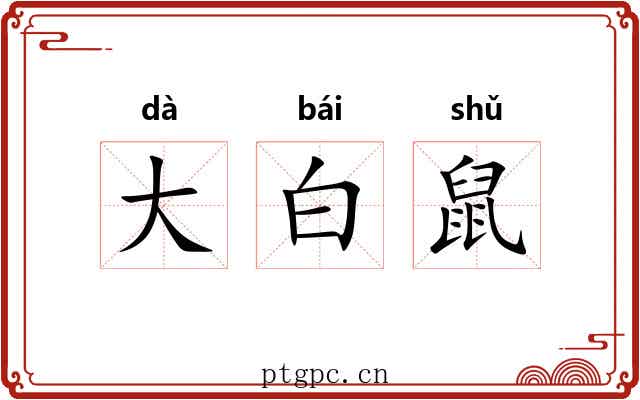 大白鼠