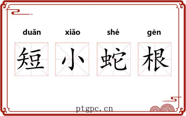短小蛇根 短小蛇根