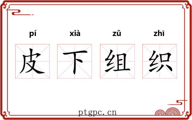 皮下组织
