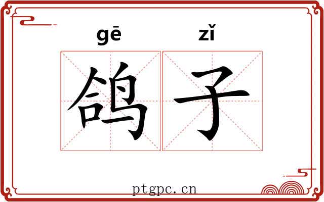 鸽子