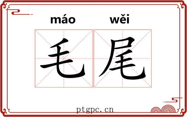 毛尾