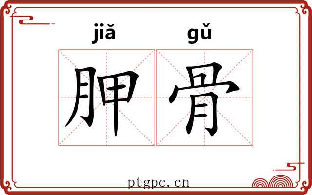 胛骨 胛骨
