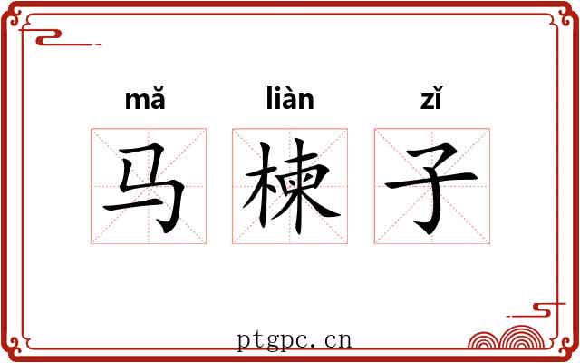 马楝子 马楝子