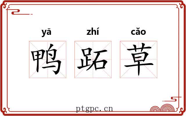 鸭跖草