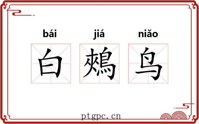 白鵊鸟 白鵊鸟