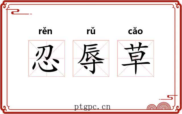 忍辱草
