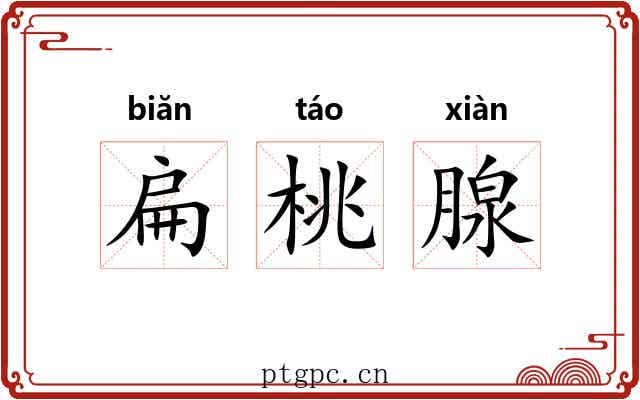 扁桃腺 扁桃腺