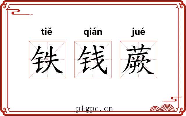 铁钱蕨 铁钱蕨