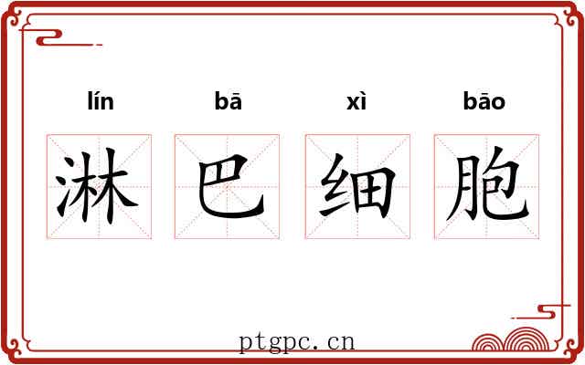 淋巴细胞