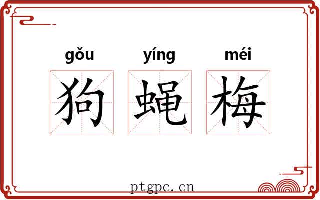 狗蝇梅