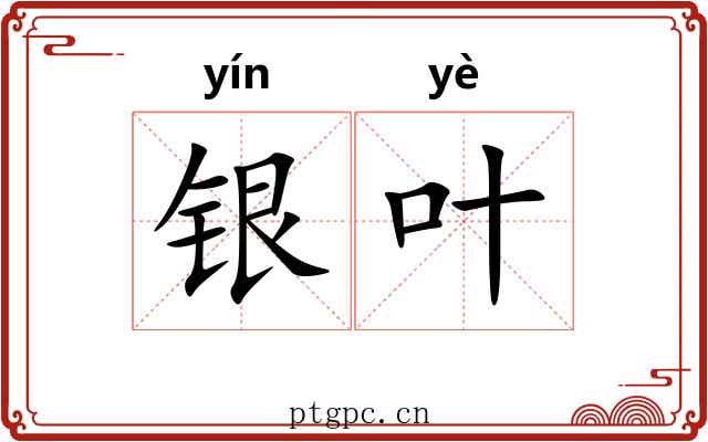 银叶 银叶