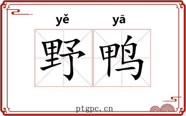 野鸭