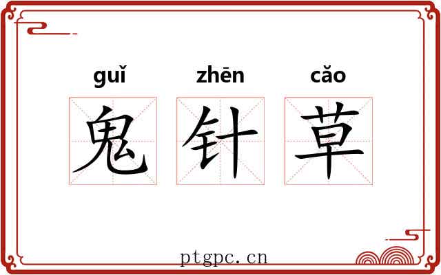 鬼针草