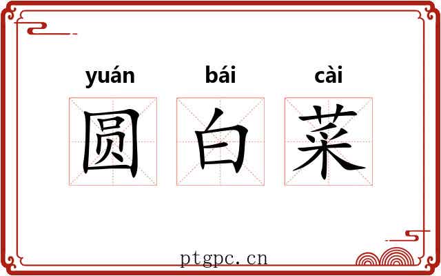 圆白菜 圆白菜