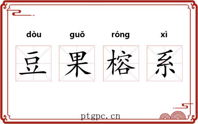豆果榕系