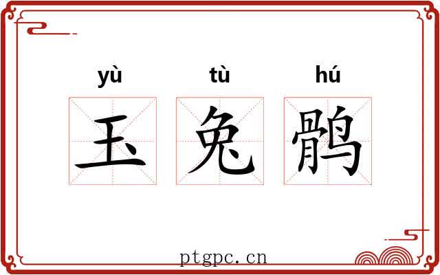 玉兔鹘