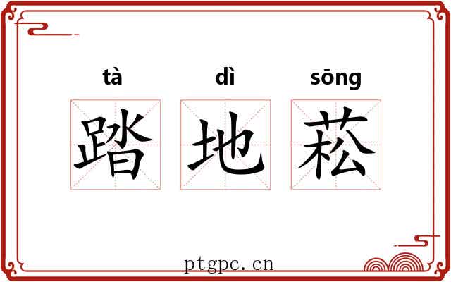 踏地菘