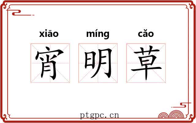 宵明草 宵明草