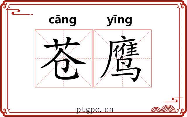 苍鹰