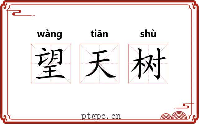 望天树 望天树