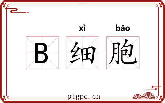 B细胞 B细胞