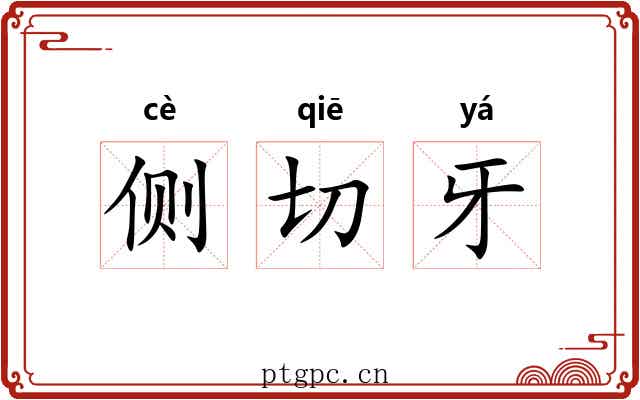 侧切牙