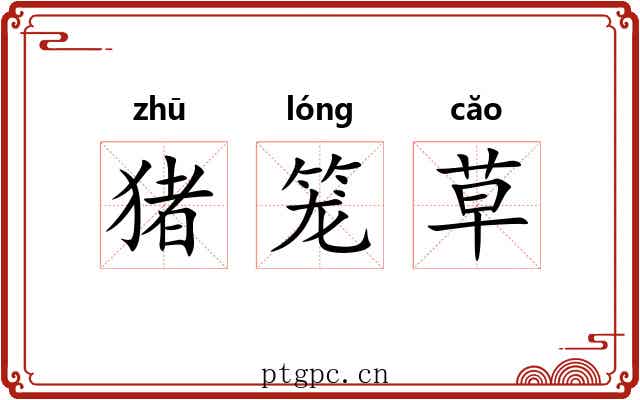 猪笼草
