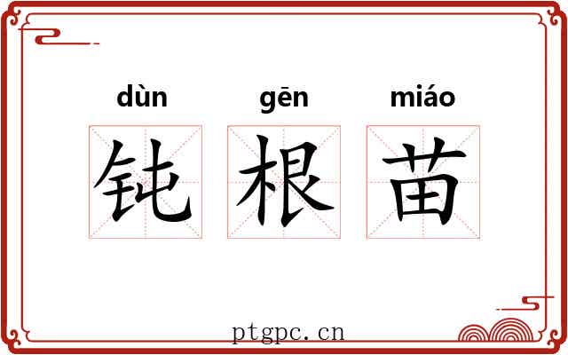 钝根苗 钝根苗