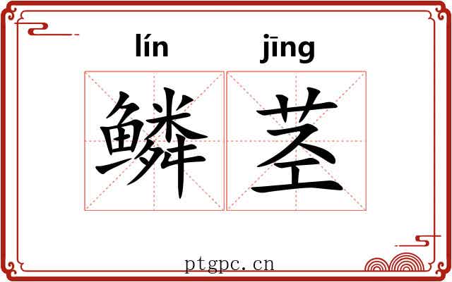 鳞茎