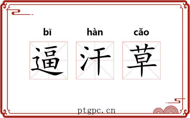 逼汗草 逼汗草