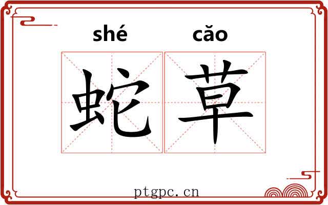 蛇草