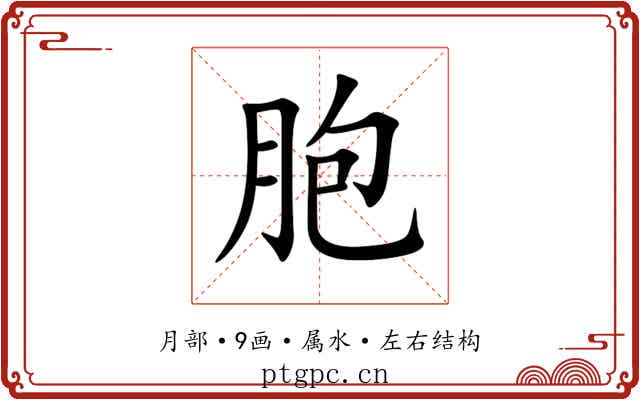 胞